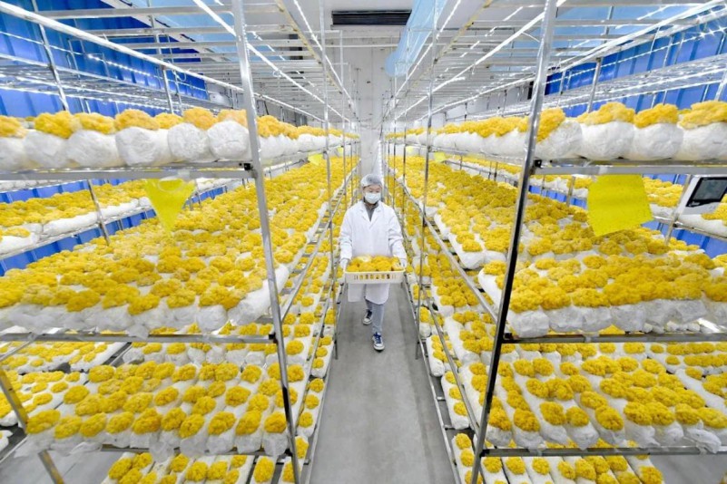 浙江德清县莫干山“菌工厂”共富基地项目签约，技术推广与软件开发赋能乡村振兴新篇章